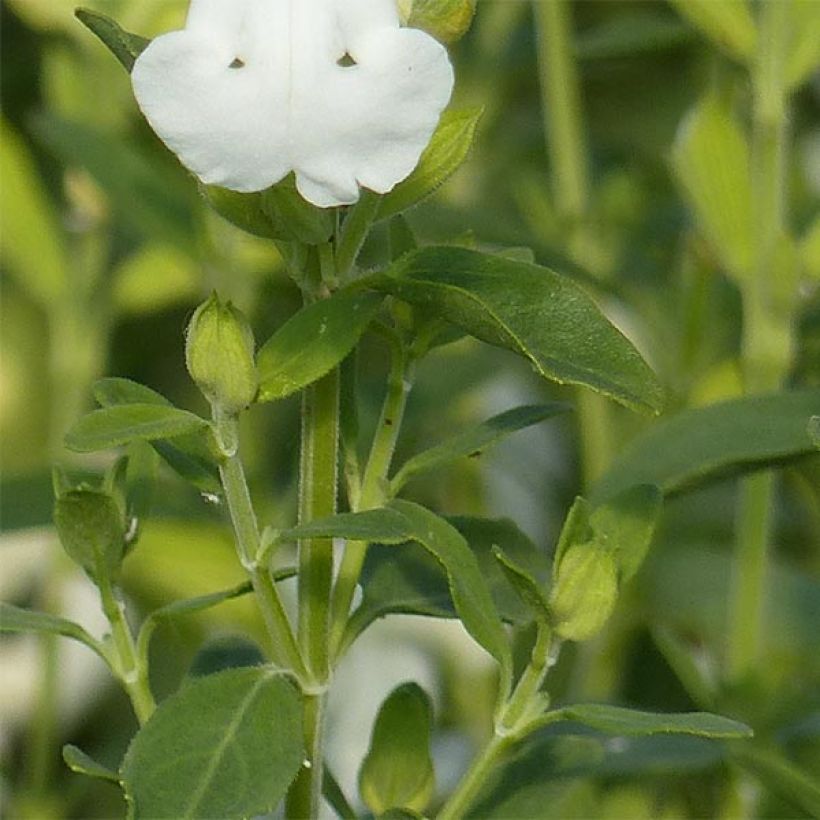 Salvia greggii Alba (Foliage)