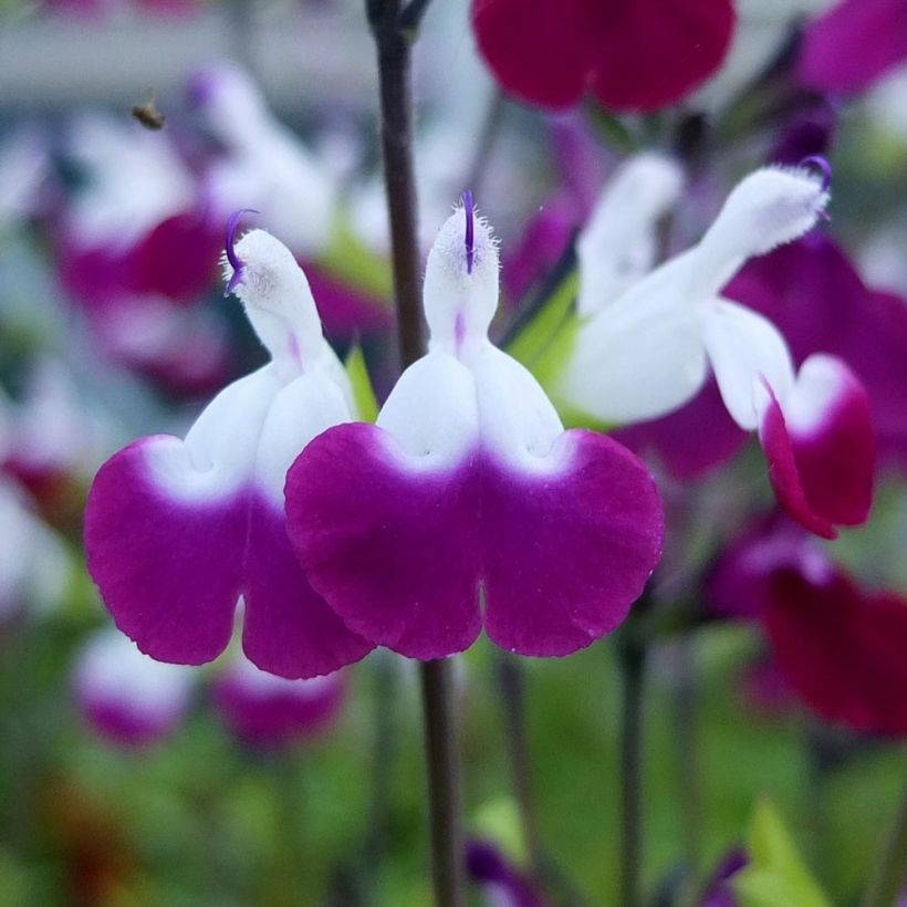 Salvia greggii Amethyst Lips (Flowering)