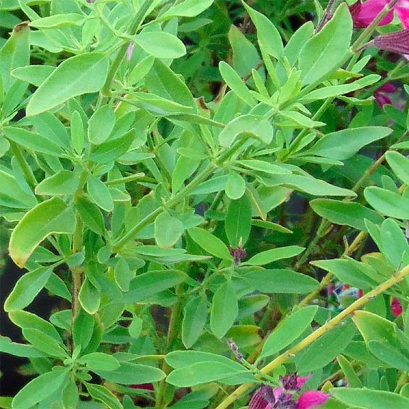 Salvia greggii Icing Sugar (Foliage)