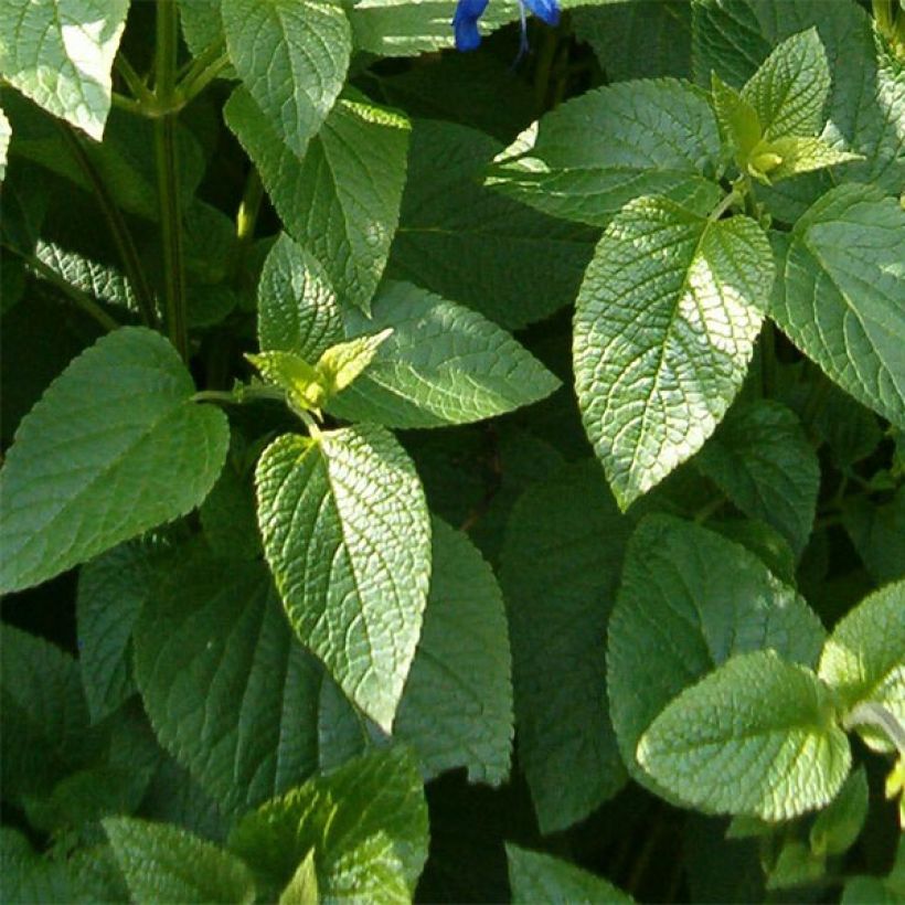 Salvia guaranitica Black and Blue - Shrubby Sage (Foliage)