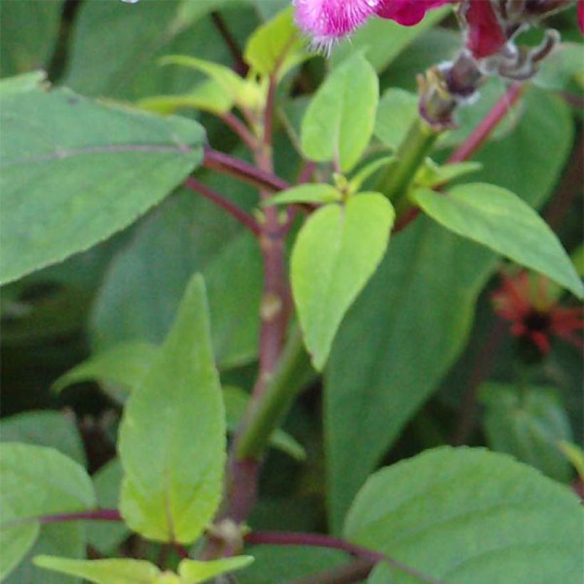 Salvia involucrata Bethelii (Foliage)