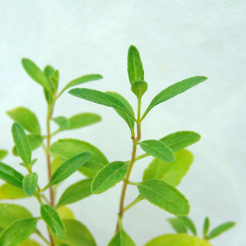 Salvia jamensis Violette de Loire (Foliage)