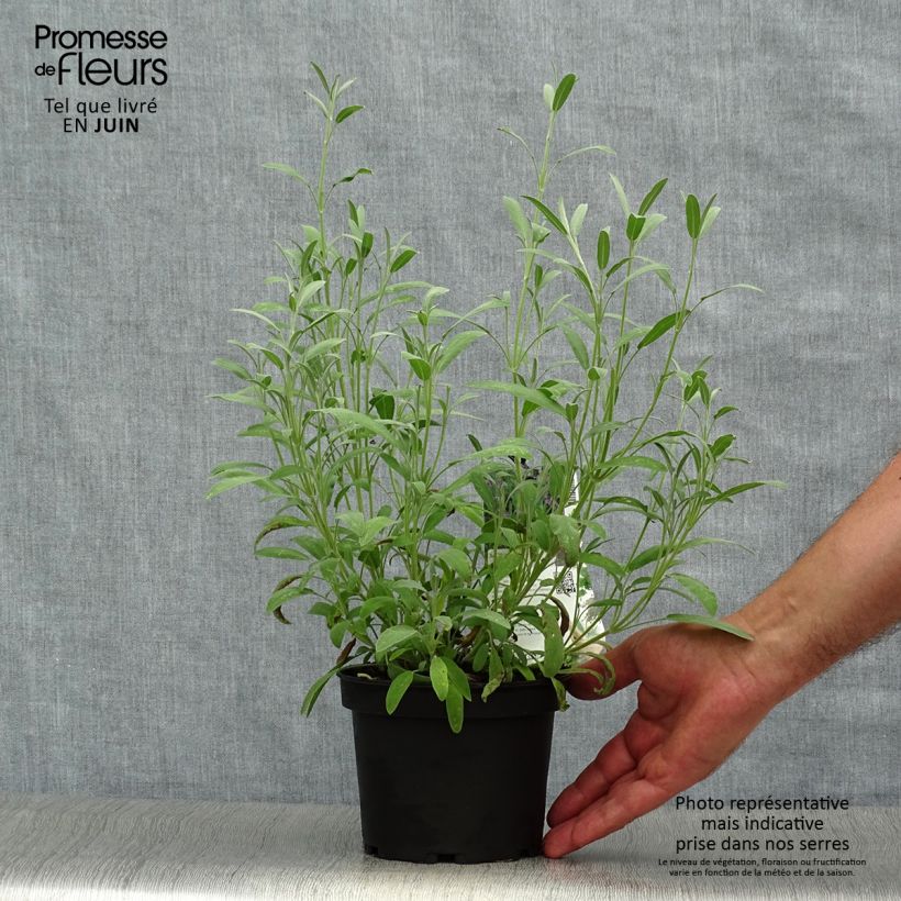 Salvia lavandulifolia  1.5L/2L pot sample as delivered in summer