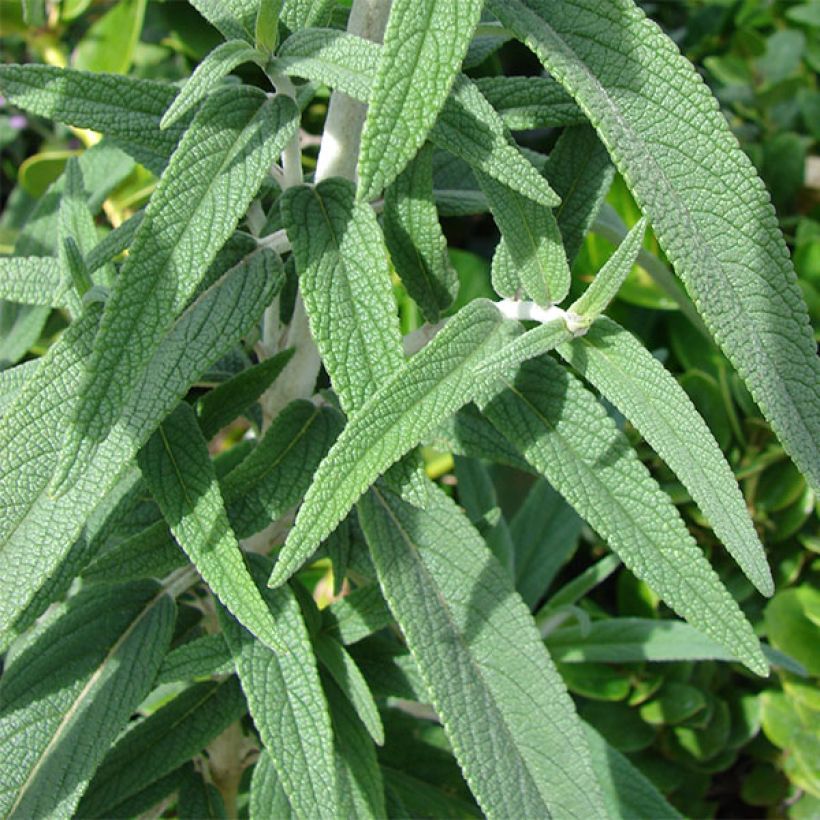 Salvia leucantha (Foliage)