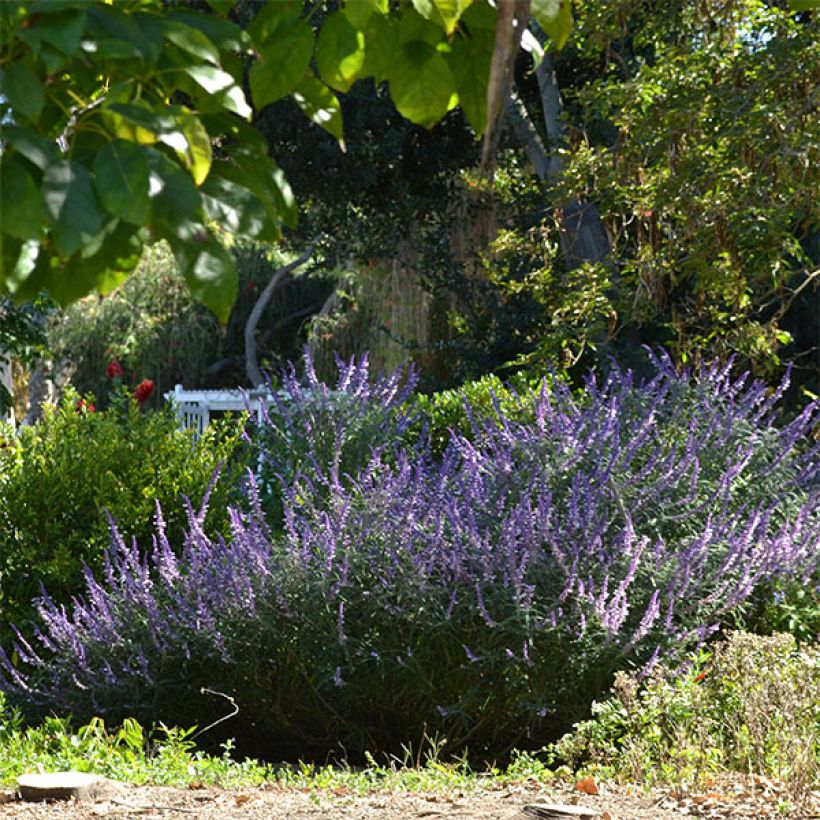 Salvia leucantha (Plant habit)