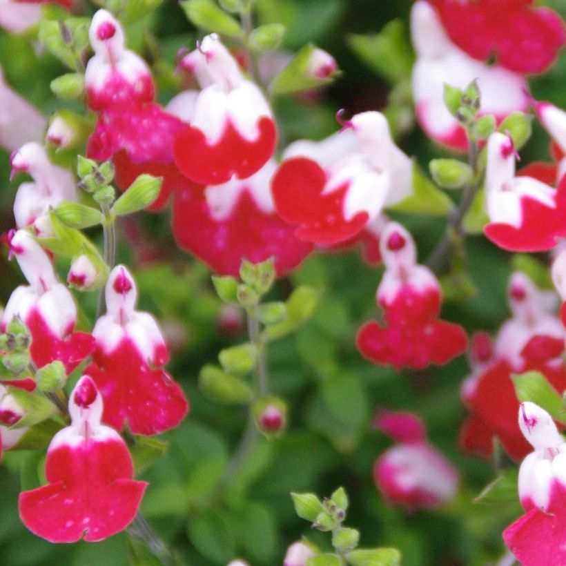 Salvia microphylla Little Kiss (Flowering)