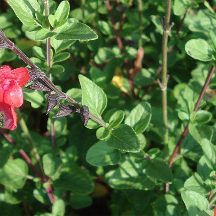 Salvia microphylla Royal Bumble (Foliage)