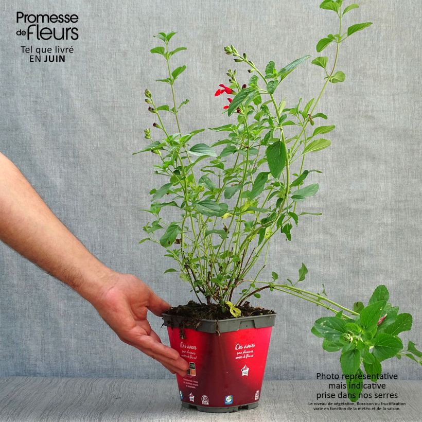 Salvia microphylla Royal Bumble 2L/3L pot sample as delivered in summer