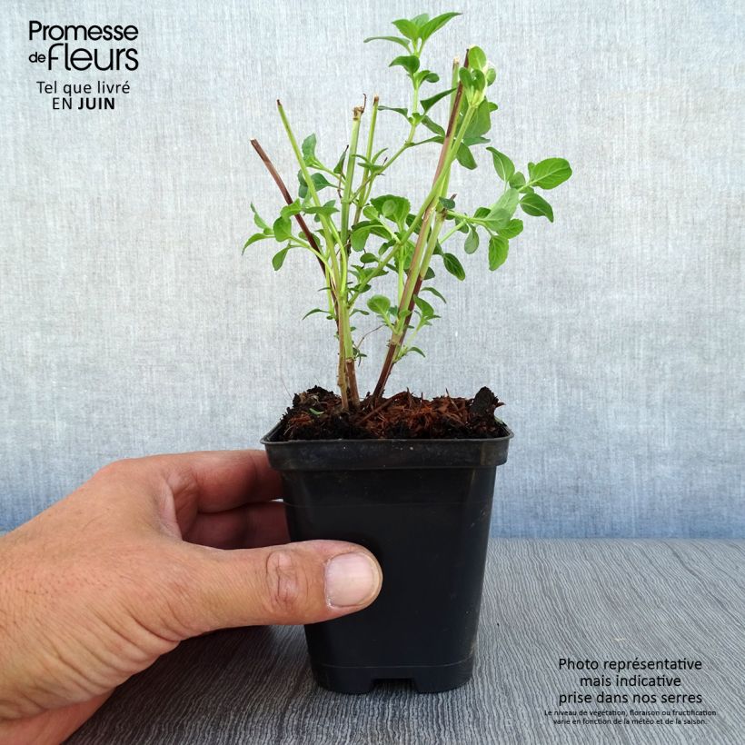 Salvia microphylla Royal Bumble 8/9 cm pot sample as delivered in summer