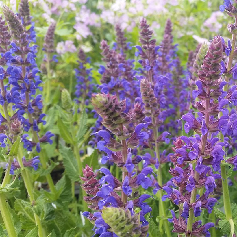 Salvia nemorosa April Night - Woodland Sage (Flowering)