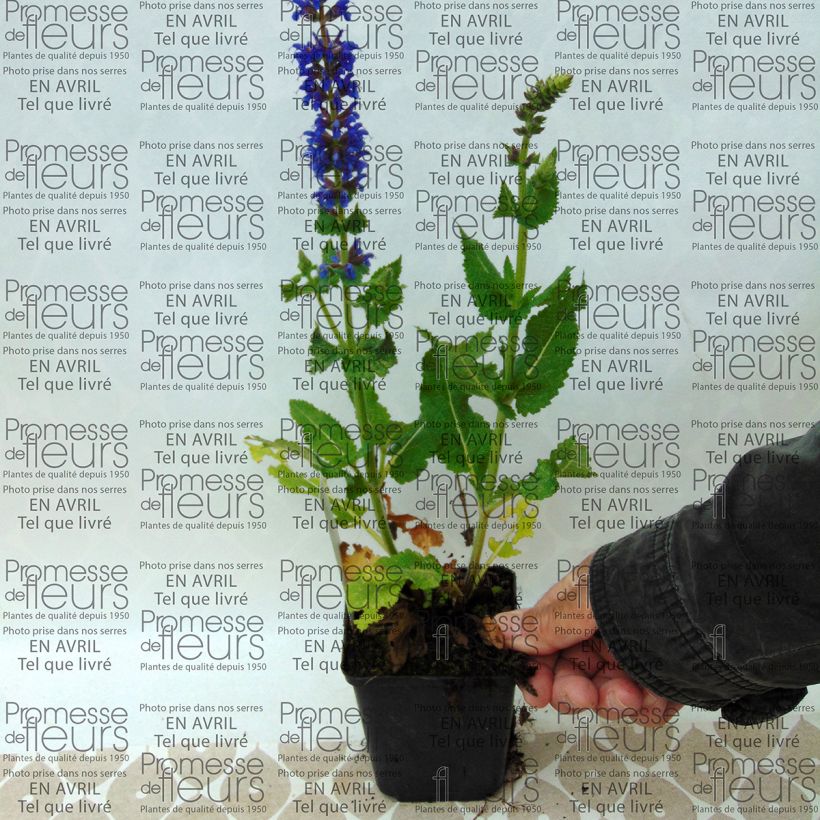 Example of Salvia nemorosa April Night - Woodland Sage 8/9 cm pot specimen as delivered