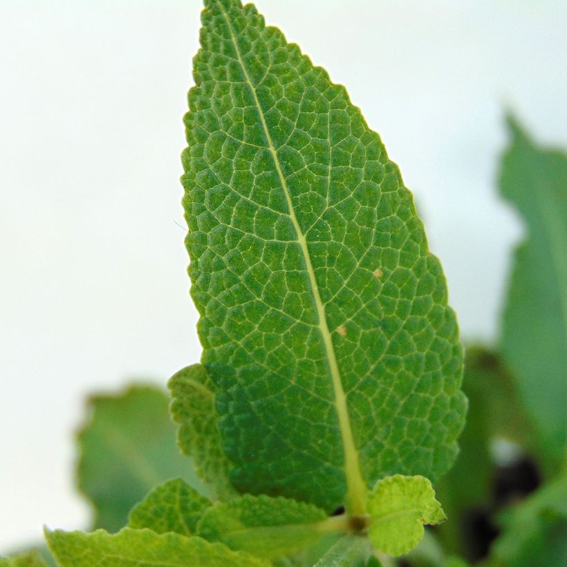 Salvia nemorosa Mainacht - Woodland Sage (Foliage)