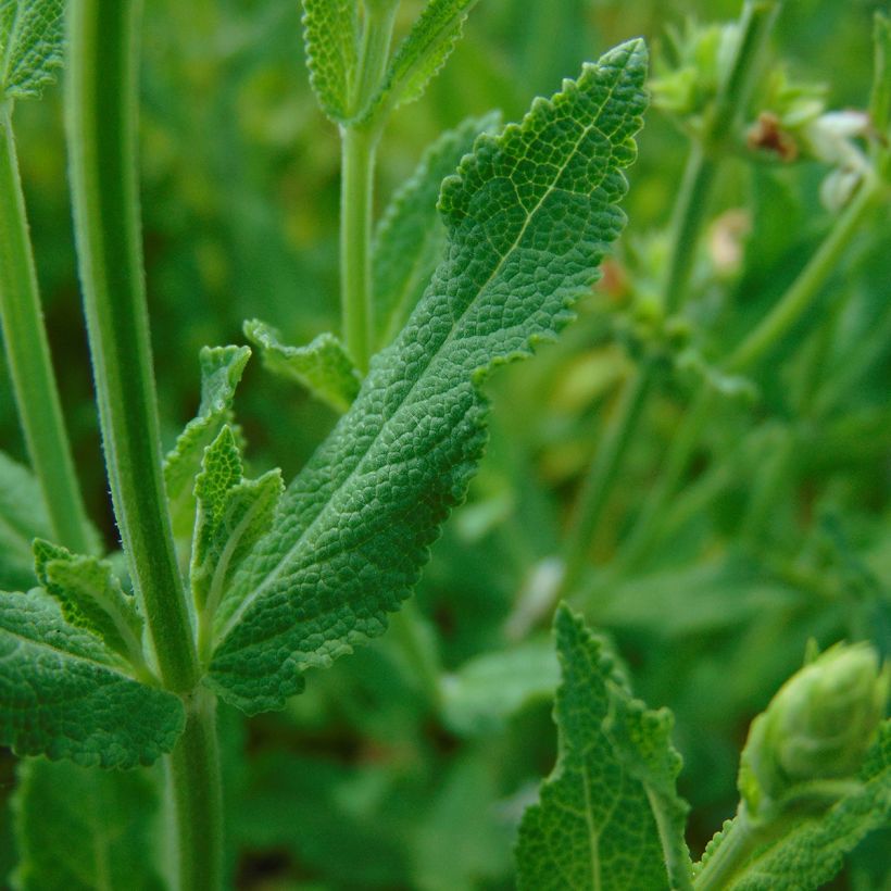 Salvia nemorosa Schneehügel - Woodland Sage (Foliage)