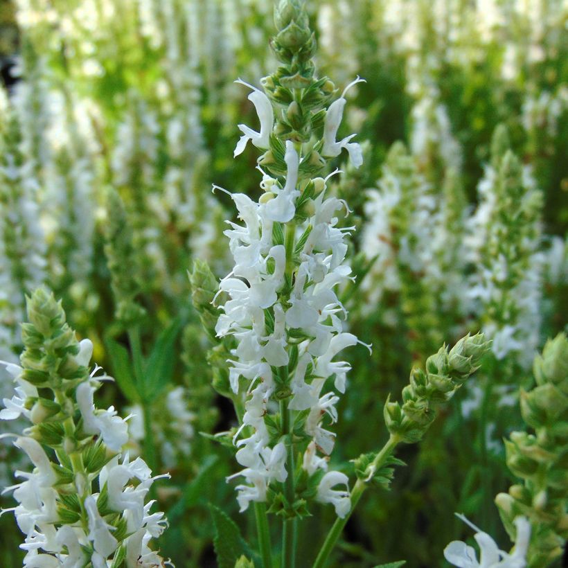 Salvia nemorosa Schneehügel - Woodland Sage (Flowering)