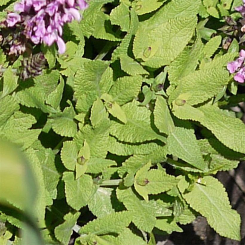 Salvia nemorosa Sensation Rose - Woodland Sage (Foliage)