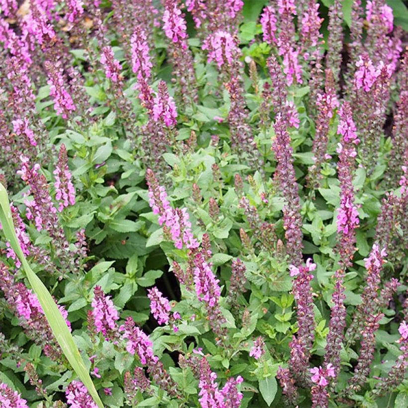 Salvia nemorosa Sensation Rose - Woodland Sage (Flowering)