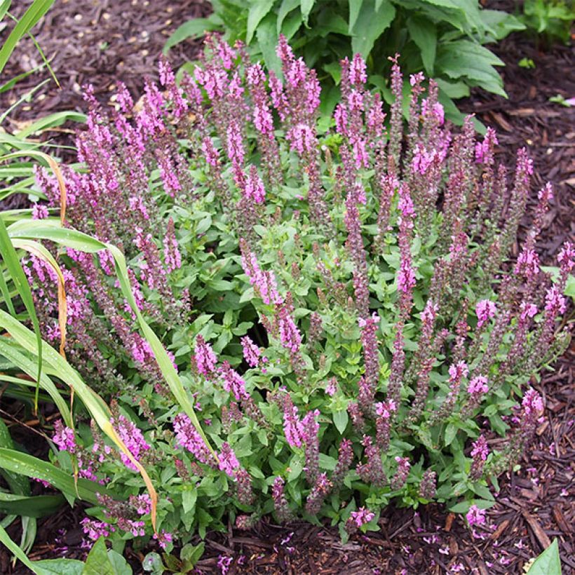 Salvia nemorosa Sensation Rose - Woodland Sage (Plant habit)