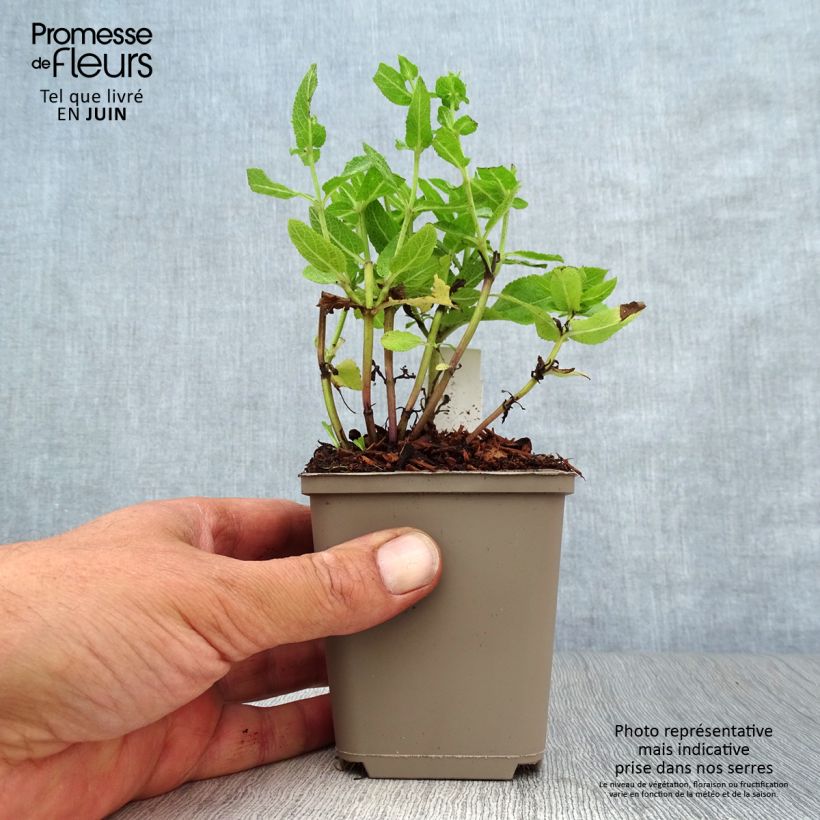 Salvia nemorosa Sensation Rose - Woodland Sage 8/9 cm pot sample as delivered in summer