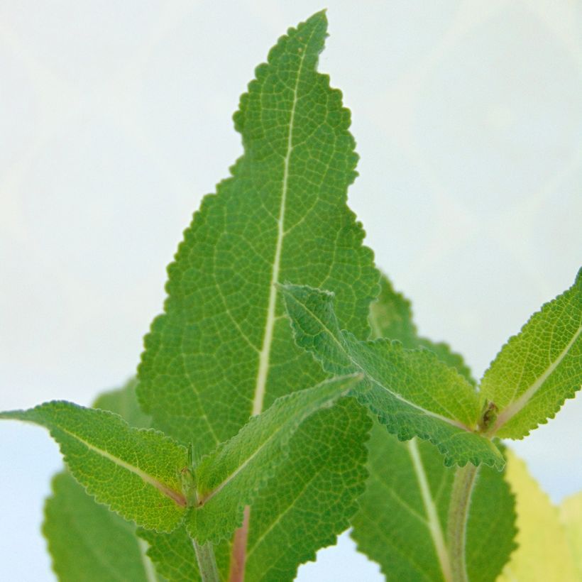 Salvia nemorosa Serenade - Woodland Sage (Foliage)