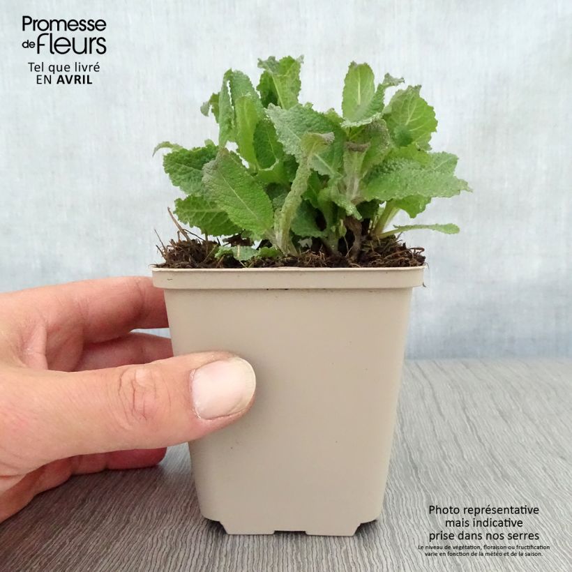 Salvia nemorosa Serenade - Woodland Sage 8/9 cm pot sample as delivered in spring