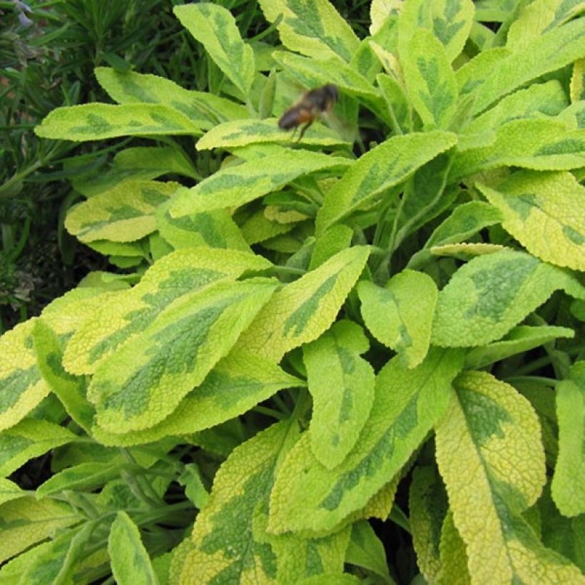 Salvia officinalis 'Icterina' (Foliage)