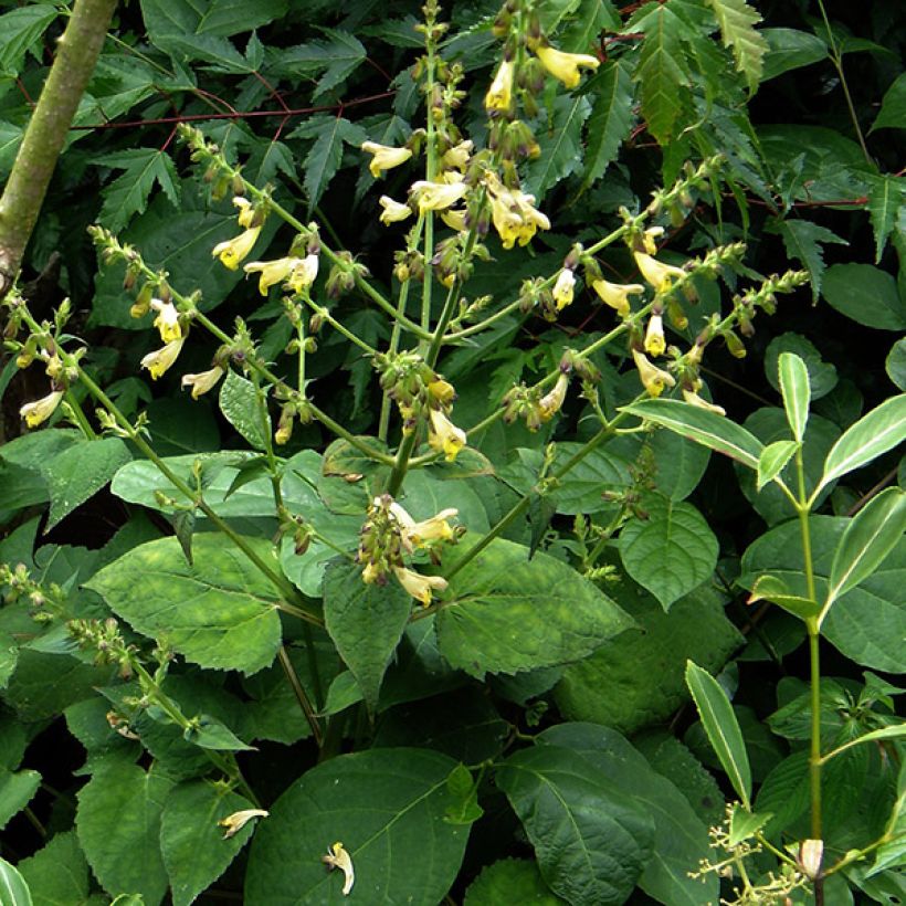 Salvia omeiana (Plant habit)