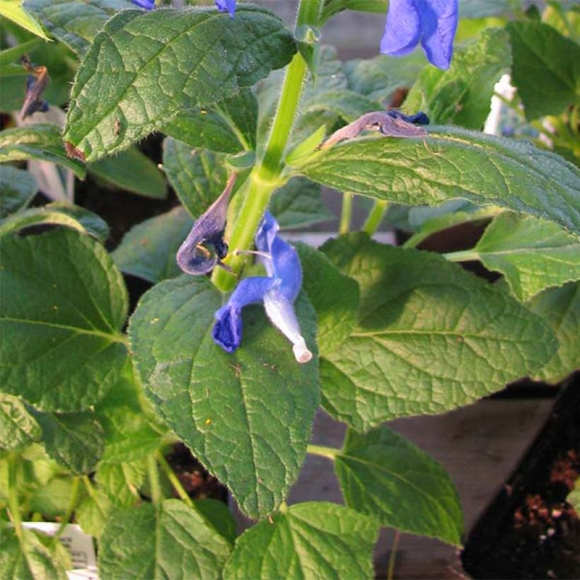 Salvia patens Royal Blue (Foliage)