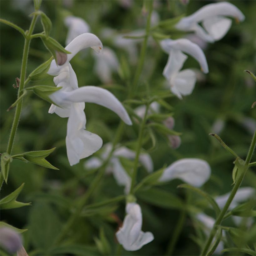 Salvia patens White Trophy (Flowering)
