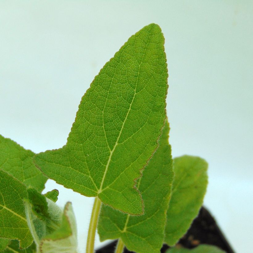 Salvia patens White Trophy (Foliage)