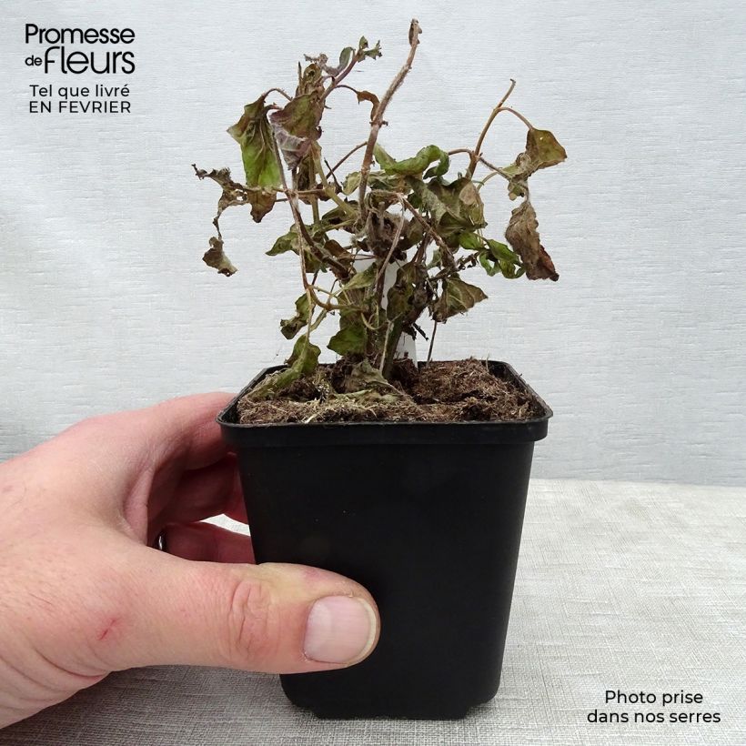 Salvia patens White Trophy 8/9 cm pot sample as delivered in winter