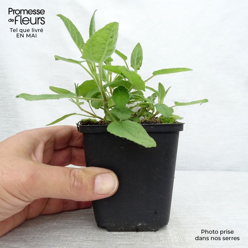 Salvia patens White Trophy sample as delivered in spring