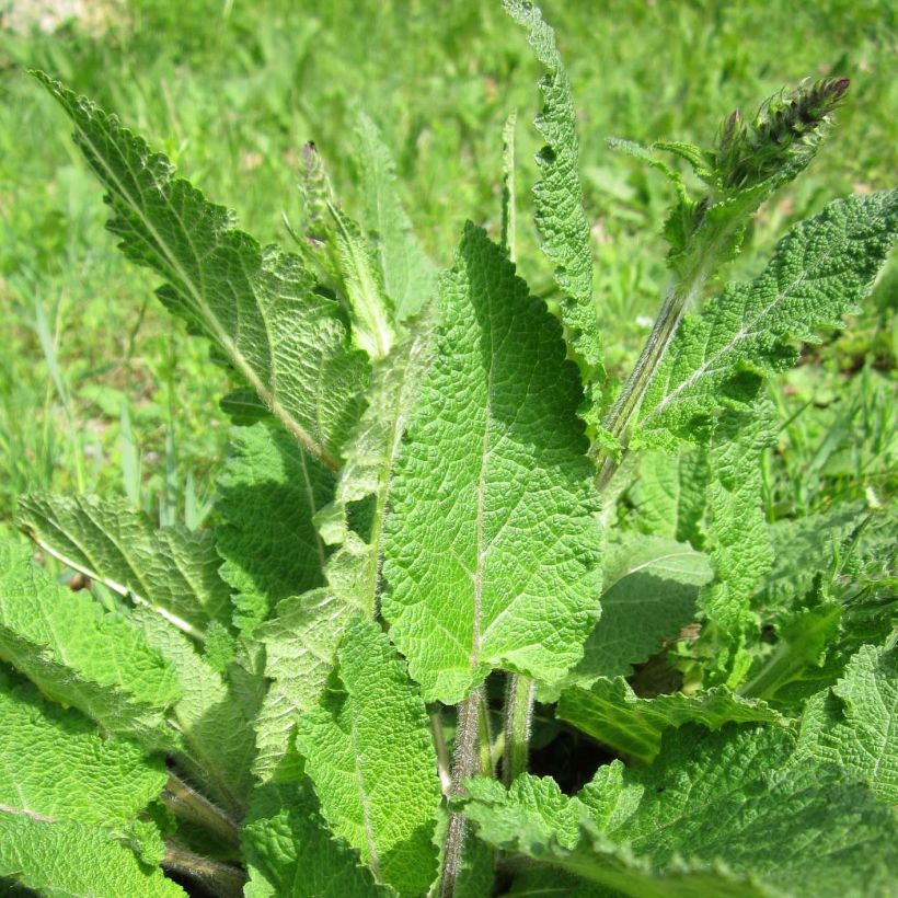 Salvia pratensis - Meadow Sage (Foliage)