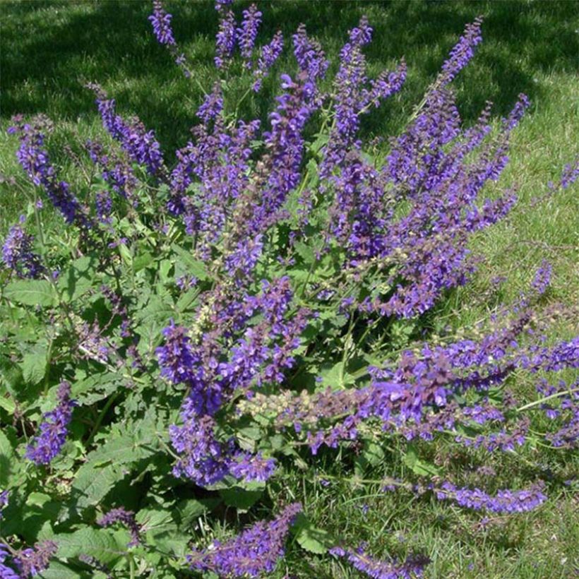 Salvia pratensis - Meadow Sage (Flowering)