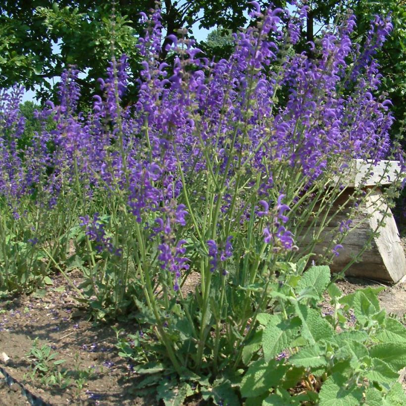 Salvia pratensis - Meadow Sage (Plant habit)