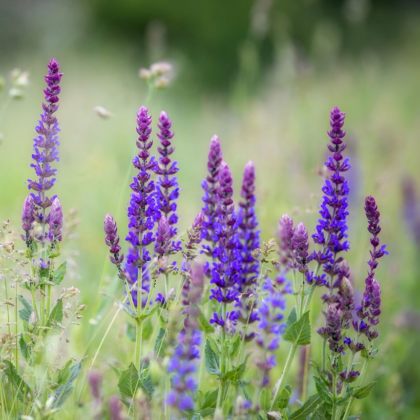 Salvia pratensis Lyrical Blues - Meadow Sage (Plant habit)