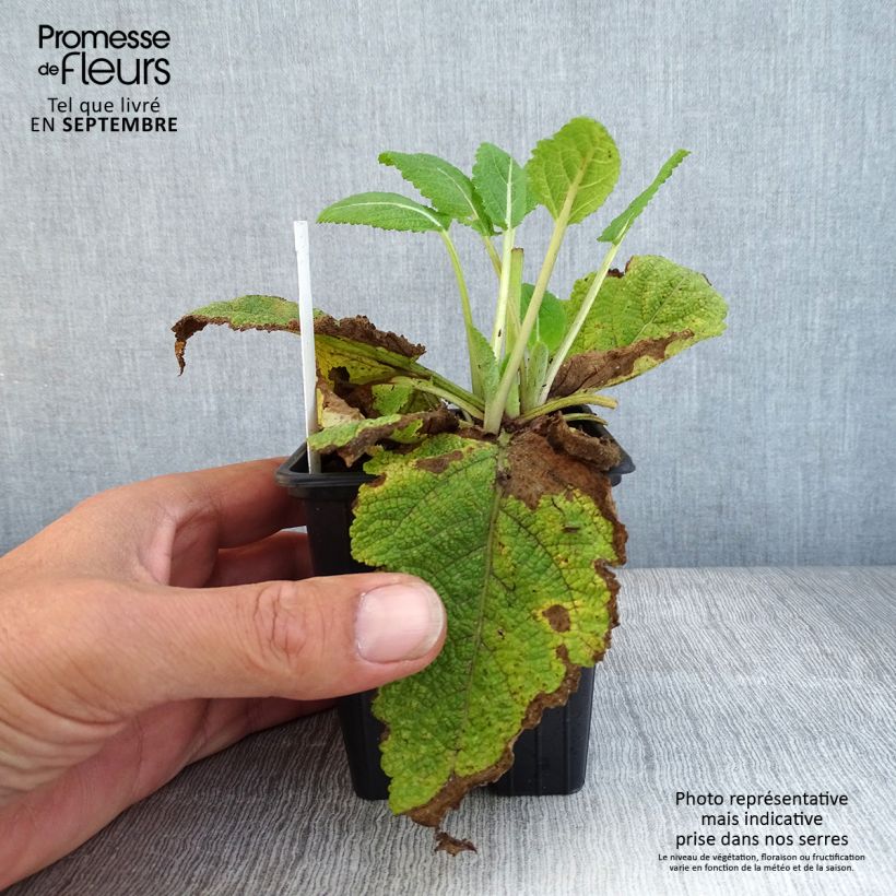 Salvia pratensis Madeline - Meadow Sage 8/9 cm pot sample as delivered in autumn