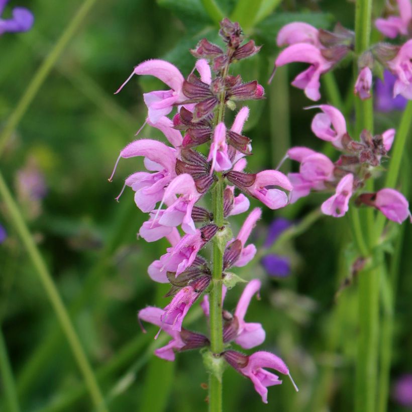 Salvia pratensis Rose Rhapsody - Meadow Sage (Flowering)