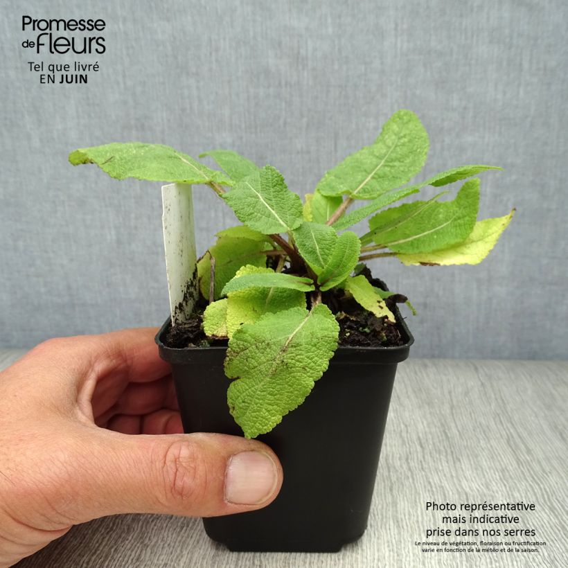 Salvia pratensis - Meadow Sage 8/9 cm pot sample as delivered in summer