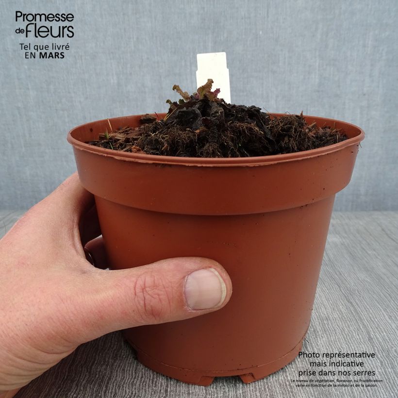 Salvia pratensis - Meadow Sage 2L/3L pot sample as delivered in winter