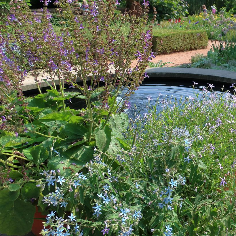 Salvia pratensis Sky Dance - Meadow Sage (Plant habit)