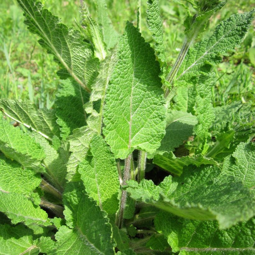 Salvia pratensis Sweet Esmeralda - Meadow Sage (Foliage)