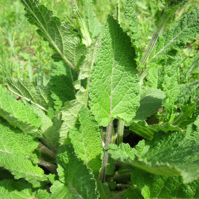 Salvia pratensis Twilight Serenade - Meadow Sage (Foliage)