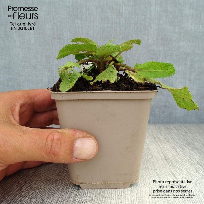 Salvia pratensis Twilight Serenade - Meadow Sage 8/9 cm pot sample as delivered in summer