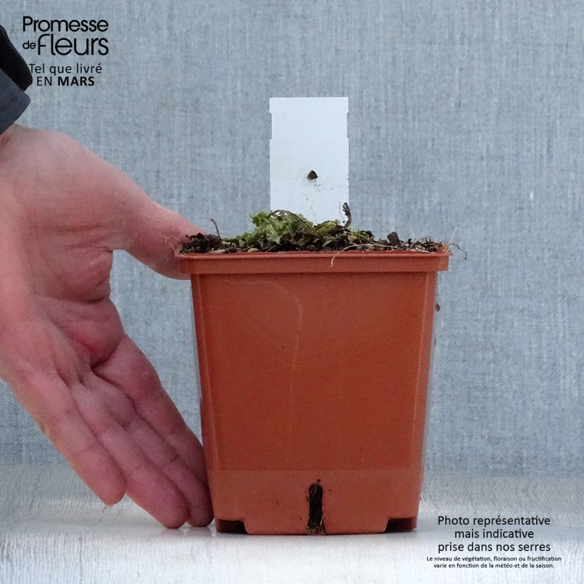 Salvia pratensis Fashionista Vanity Flair - Meadow Sage 1L/1.5L pot sample as delivered in spring