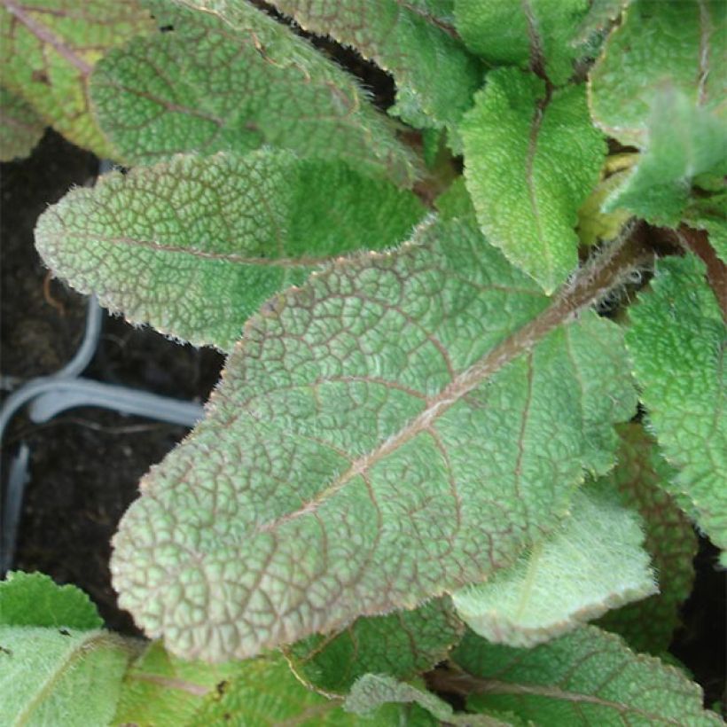 Salvia pratensis Eveline - Meadow Sage (Foliage)