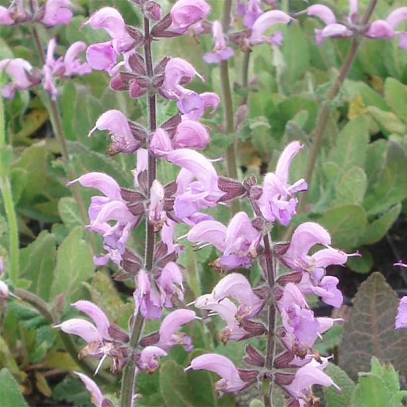 Salvia pratensis Eveline - Meadow Sage (Flowering)