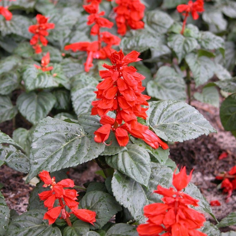 Salvia splendens Carambita (Plant habit)