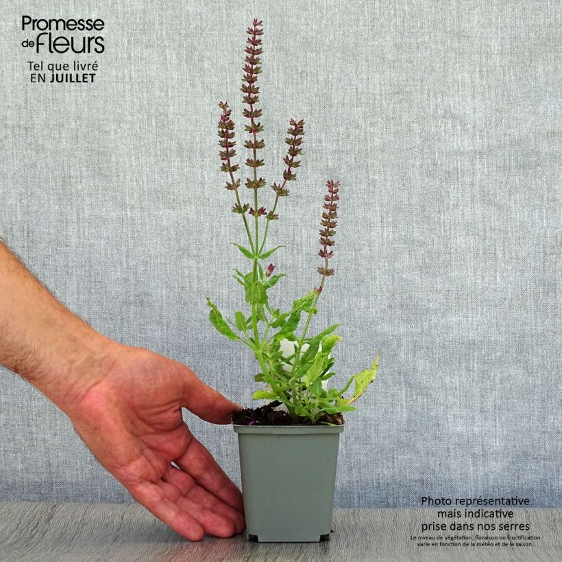 Salvia superba Rose Queen 8/9 cm pot sample as delivered in summer