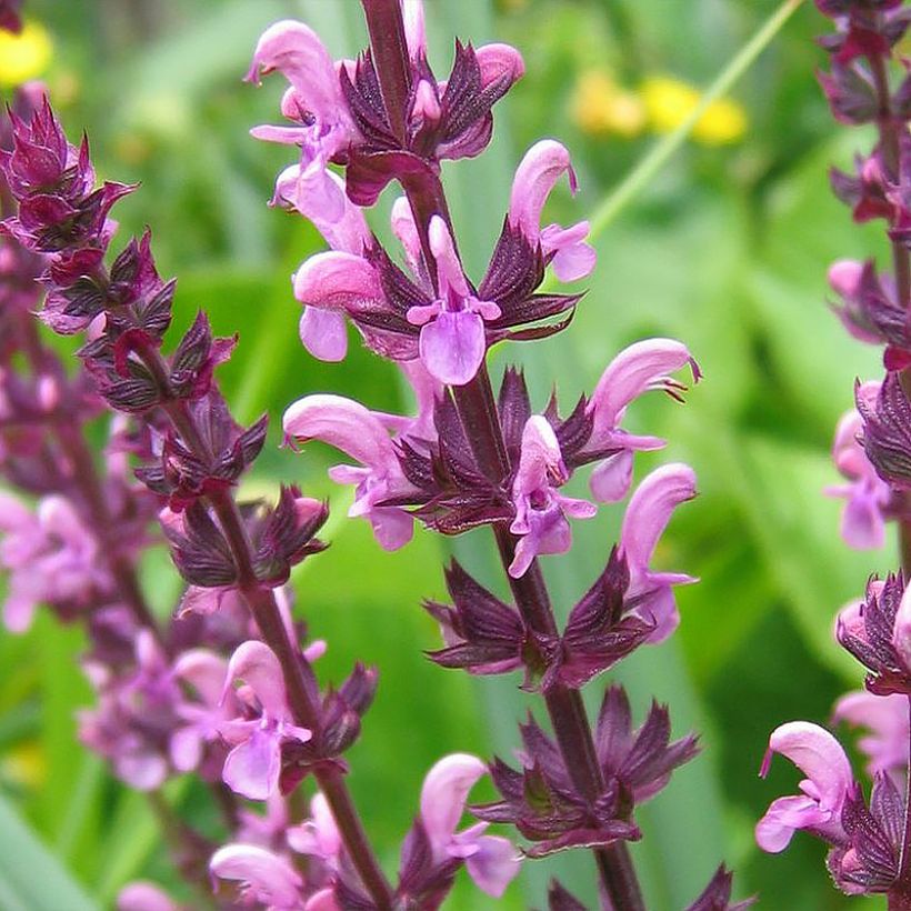 Salvia superba Rose Queen (Flowering)