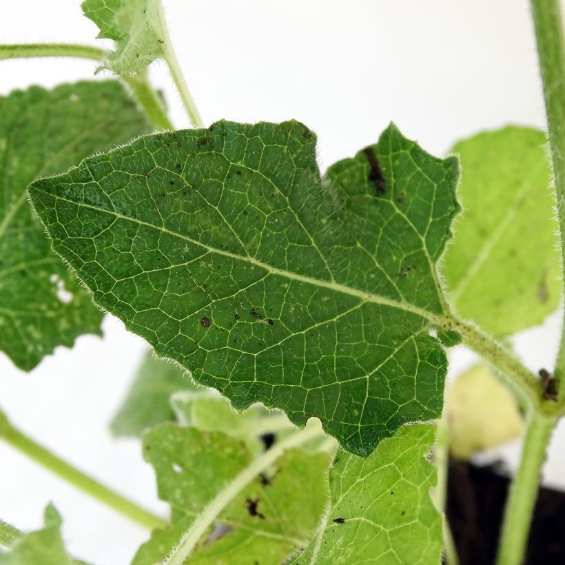 Salvia verticillata Alba (Foliage)